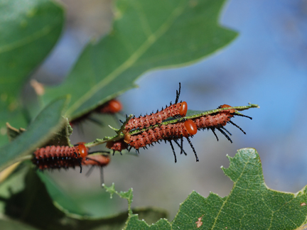 Oslars oakworm caterpillars