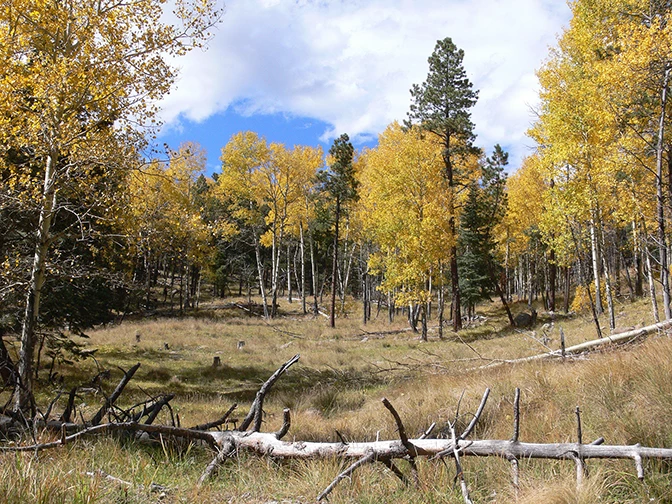 aspen meadow aspen meadow