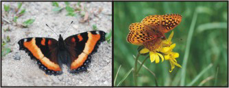 Milbert's Tortoiseshell, Fritillary