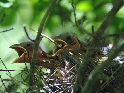 baby black-headed grosbeaks
