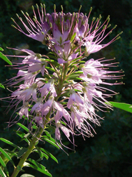 backlight rm beeweed backlight rm beeweed