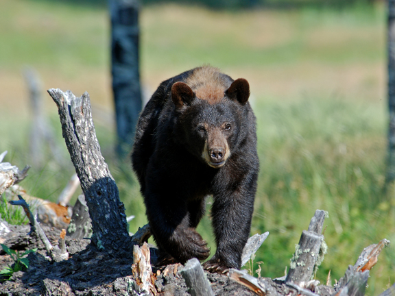 bear walking on log