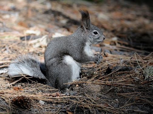 Abert's Squirrel