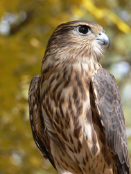 Merlin falcon
