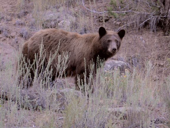 black bear mom