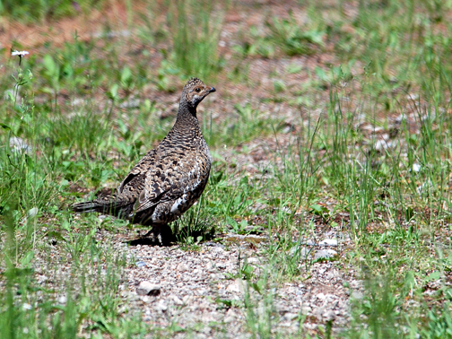 blue grouse cast