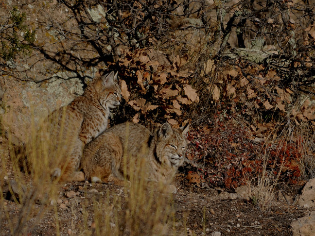 bobcats
