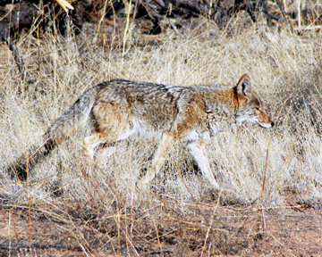 Coyote