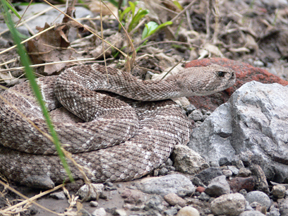 Rattlesnake Rattlesnake