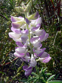 lupine