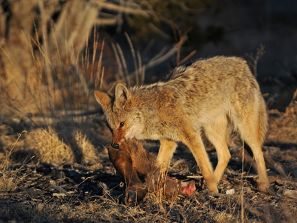 coyote with elk carcass
