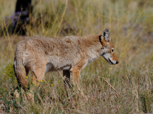 Coyote