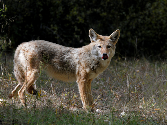 coyote licks her nose after enjoying an apple