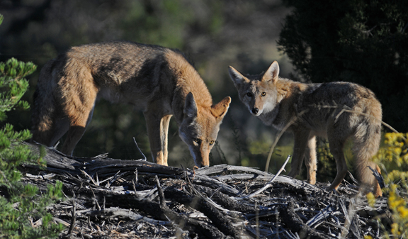 coyotes 2