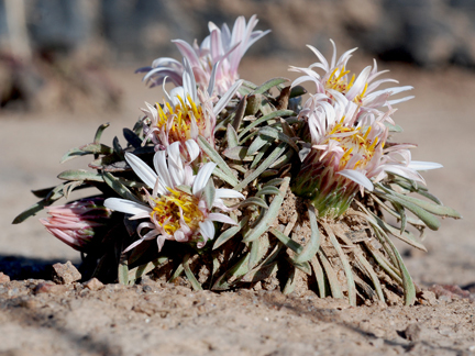 cu easter daisies 3