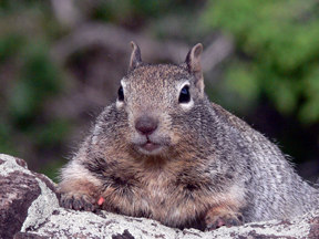 rock squirrel