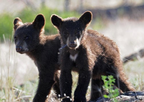 curious cubs