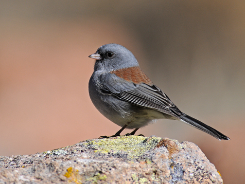 dark-eyed junco 2