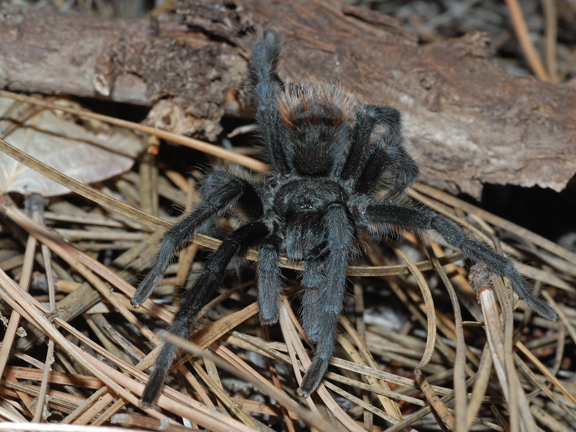 face first tarantula 3