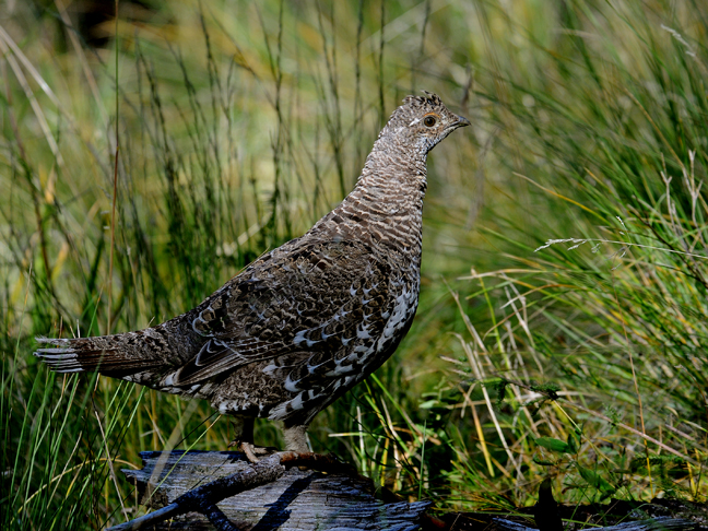 female dusky grouse