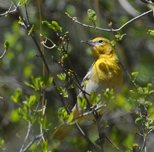 female Bullock's Oriole
