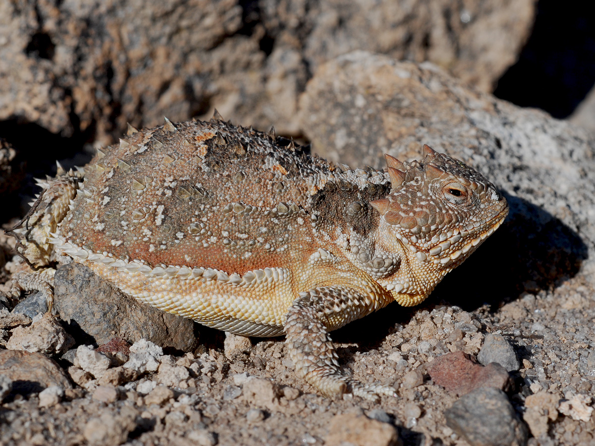 Short-horned lizard