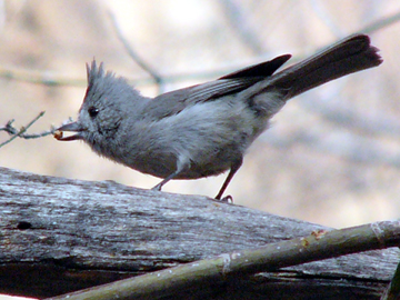 juniper titmouse