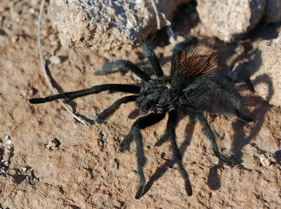 male tarantula with shadow 4