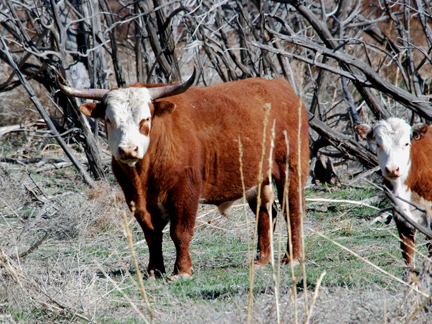 Feral bull and cow Feral bull and cow