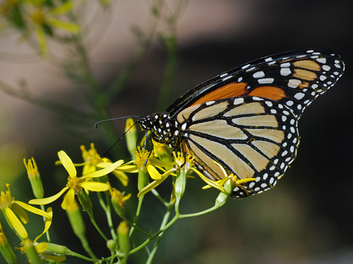 monarch butterfly