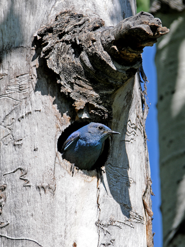 Mountain Bluebird at nest