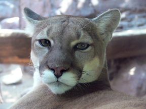 mountain lion