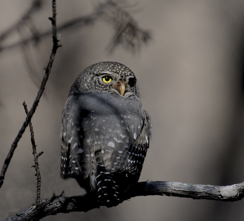 northern pygmy owl 