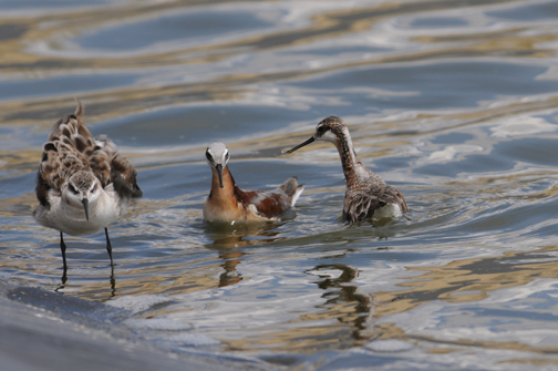 Wilson's Phalaropes