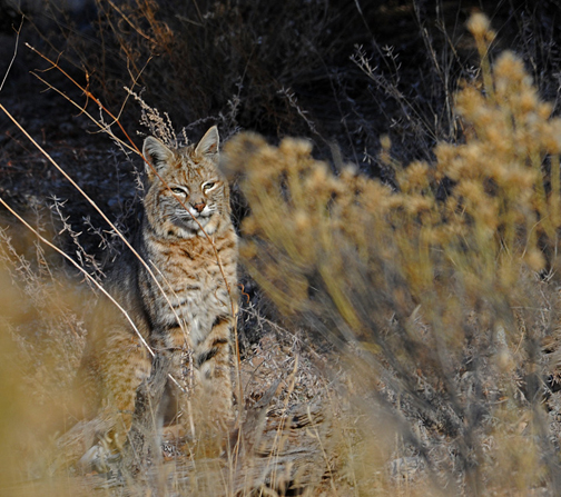bobcat