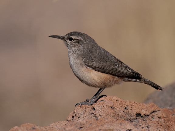 rock wren 4