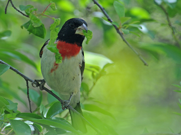 rose breasted grosbeak 2