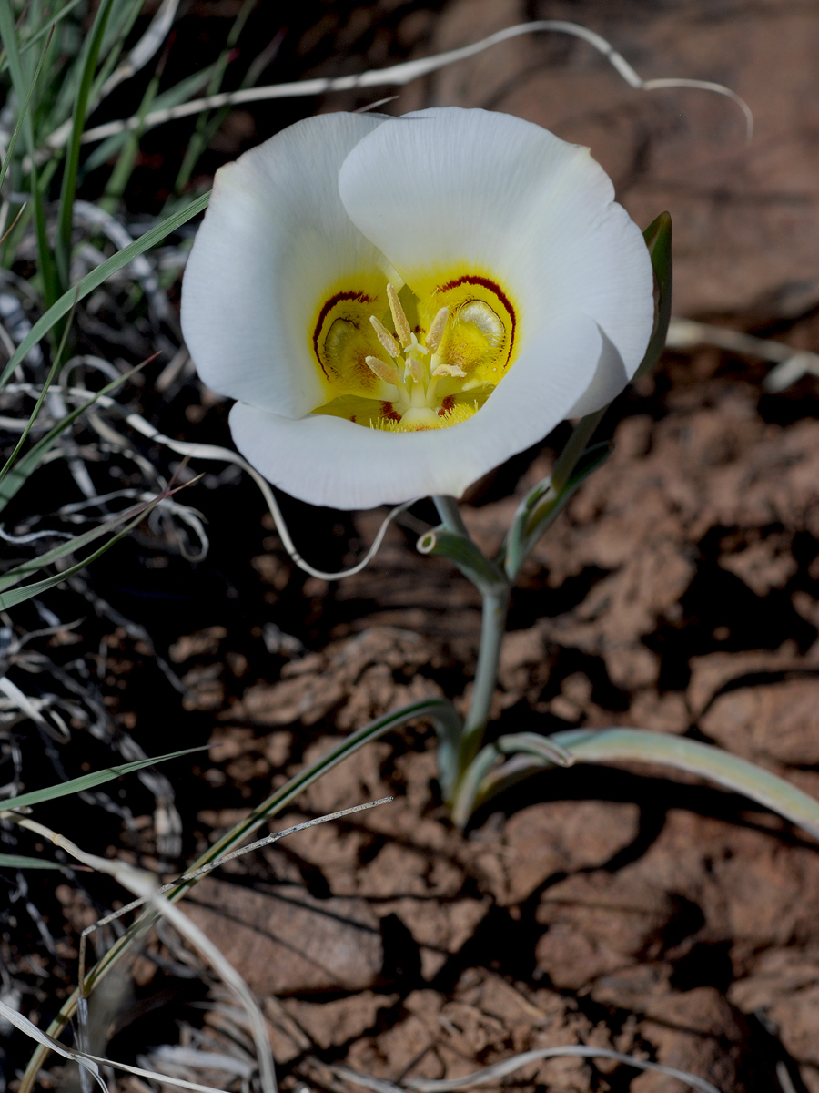 Sego Lily