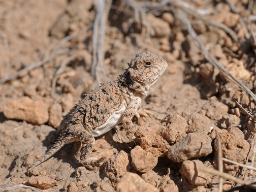 short horned lizard 2