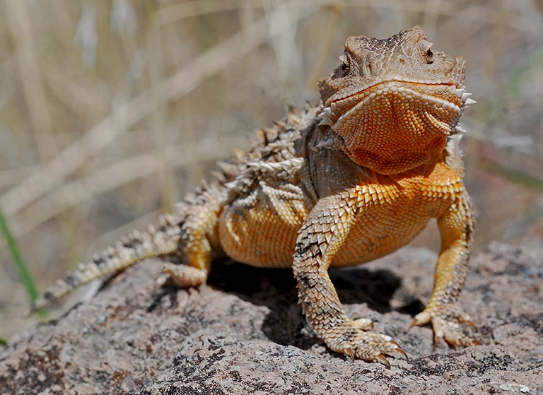 short horned lizard short horned lizard