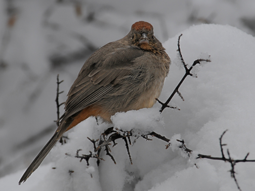snowy canyon towhee 3