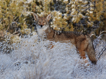 coyote