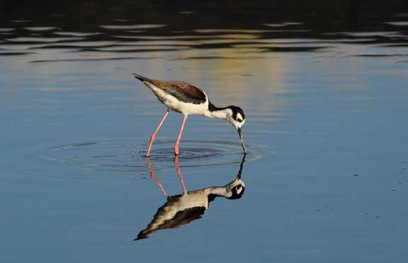 Black-necked Stilt
