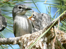 vireo vireo