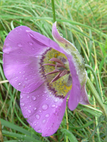 mariposa lily