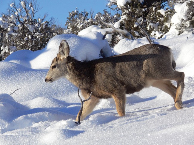 mule deer in snow