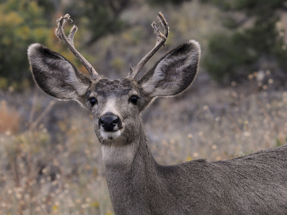 young buck 8