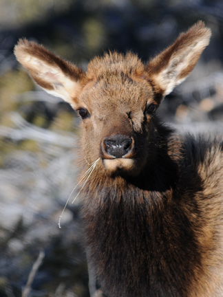 young elk