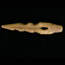 An antler that has been carved into a tool.