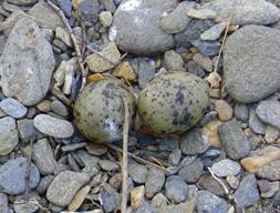 Tern eggs